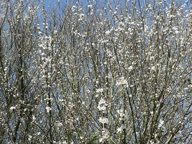 A blackthorn shrub in early spring, completely covered in small white five-petalled flowers, viewed against a soft hedgerow background before the leaves have come out.