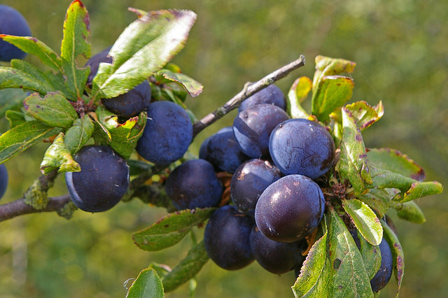 A close view of sloes on a blackthorn branch in autumn — small, round, dark-blue fruit with a heavy white bloom on the skin, surrounded by oval green leaves and visible thorns.