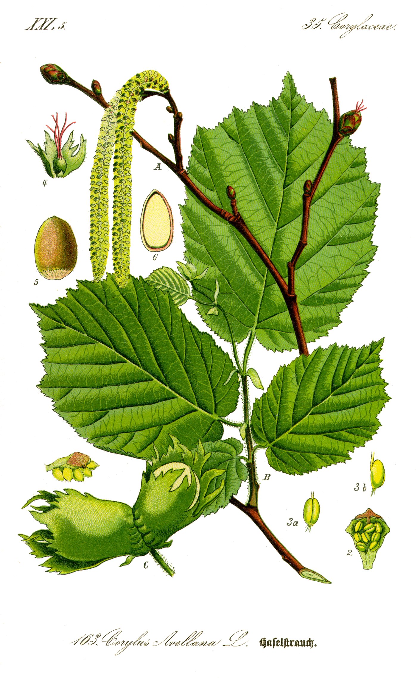 A coloured botanical illustration of common hazel, Corylus avellana, showing a leafy twig with double-toothed heart-shaped leaves, pendulous yellow male catkins, smaller red female flowers, and clusters of ripening hazelnuts in their leafy involucres.