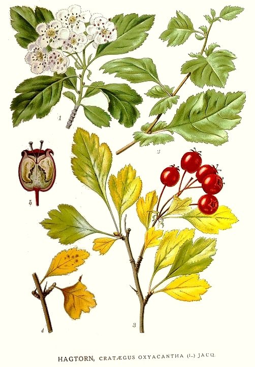 A coloured botanical illustration of common hawthorn, Crataegus oxyacantha (now C. laevigata, a close relative of C. monogyna), showing the deeply-lobed leaves, the dense five-petalled white flower clusters, and a developing haw fruit.
