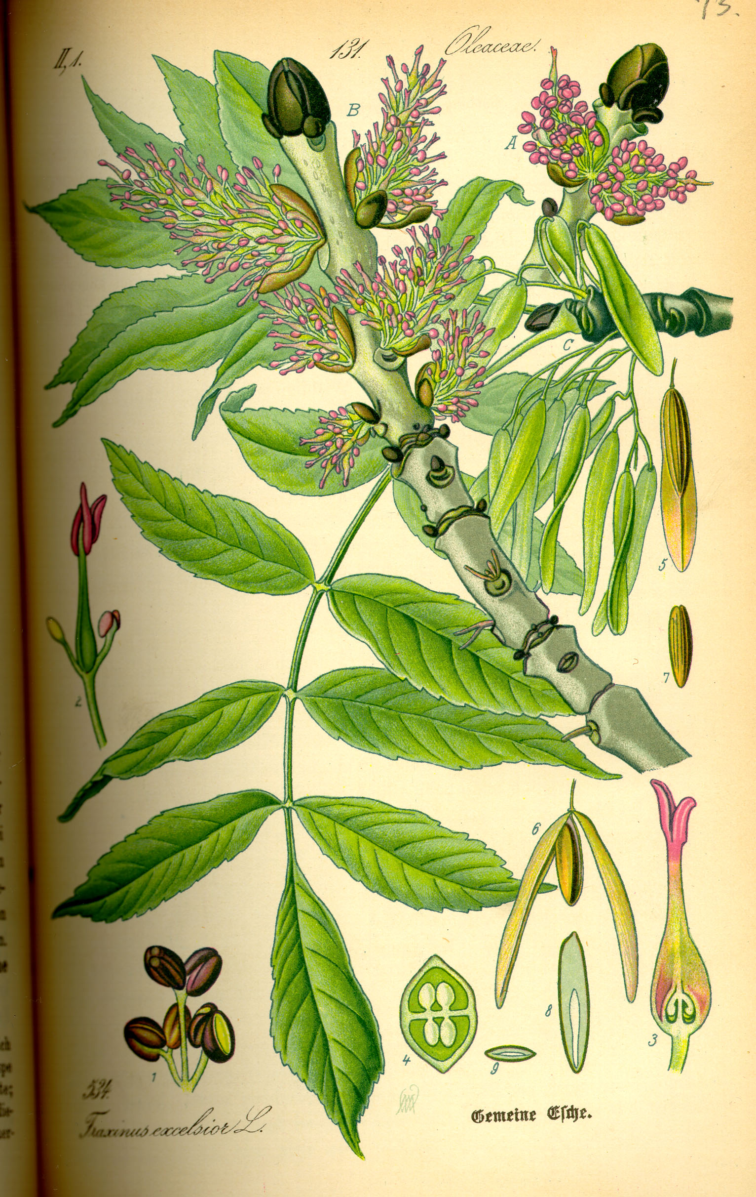 A coloured botanical illustration of European ash, Fraxinus excelsior, showing a leafy twig with several pinnate leaves of opposite-paired leaflets, a cluster of winged samaras (ash keys), and detailed cross-sections of buds and seed.