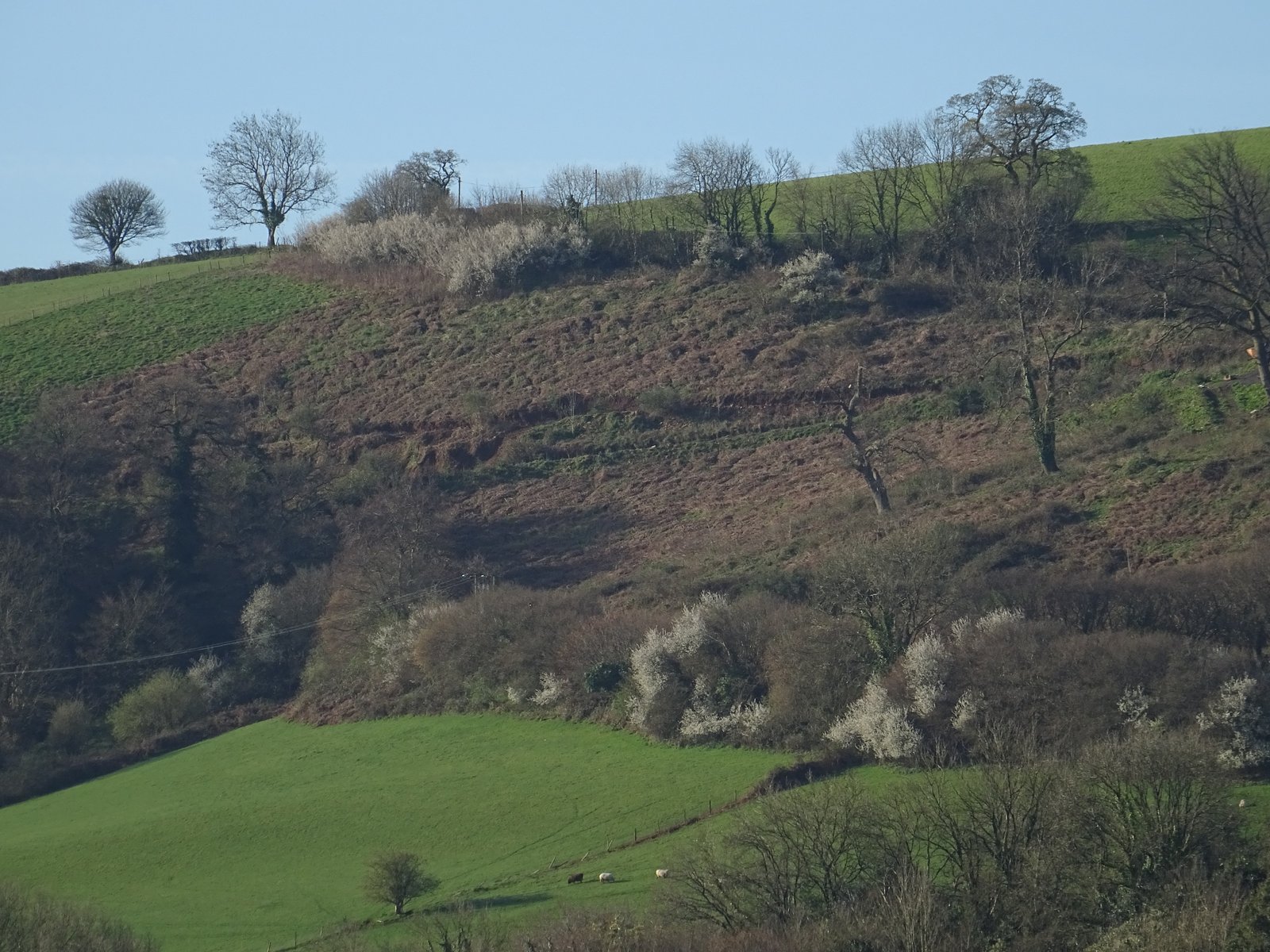 A close view of a hawthorn shrub in May, completely covered in dense clusters of small white five-petalled flowers, with the deeply-lobed dark green leaves visible behind them and a soft countryside background.