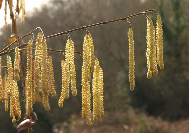 A close view of a hazel branch in late winter, showing several long pendulous yellow male catkins (lambs' tails) hanging from the bare twigs.