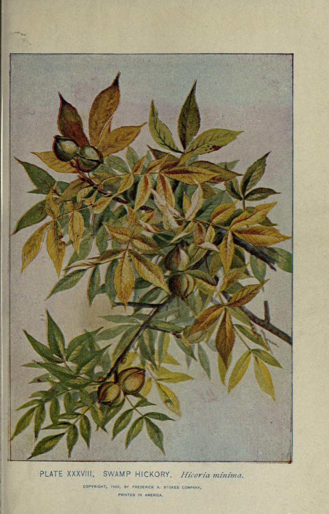A botanical plate from Alice Lounsberry's 1900 'A Guide to the Trees', showing pinnate hickory leaves with multiple lance-shaped leaflets, a clustered nut still in its splitting husk, and a detail of a hickory twig with terminal buds.