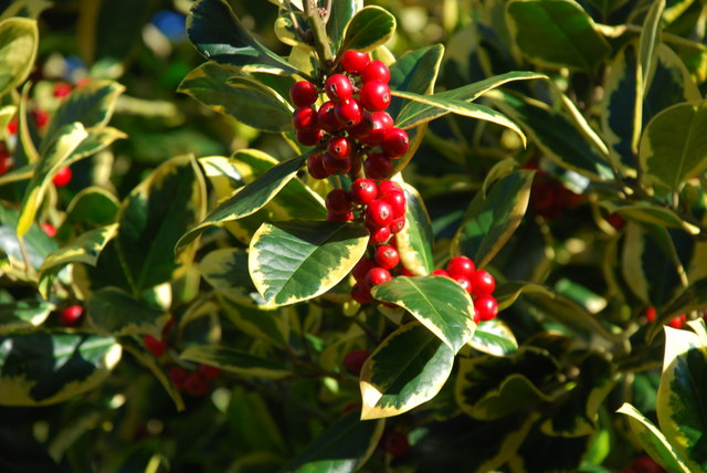 A close view of an Ilex aquifolium branch in winter, with glossy dark green spined leaves and clusters of small bright red berries against the soft greys and browns of a hedgerow background.