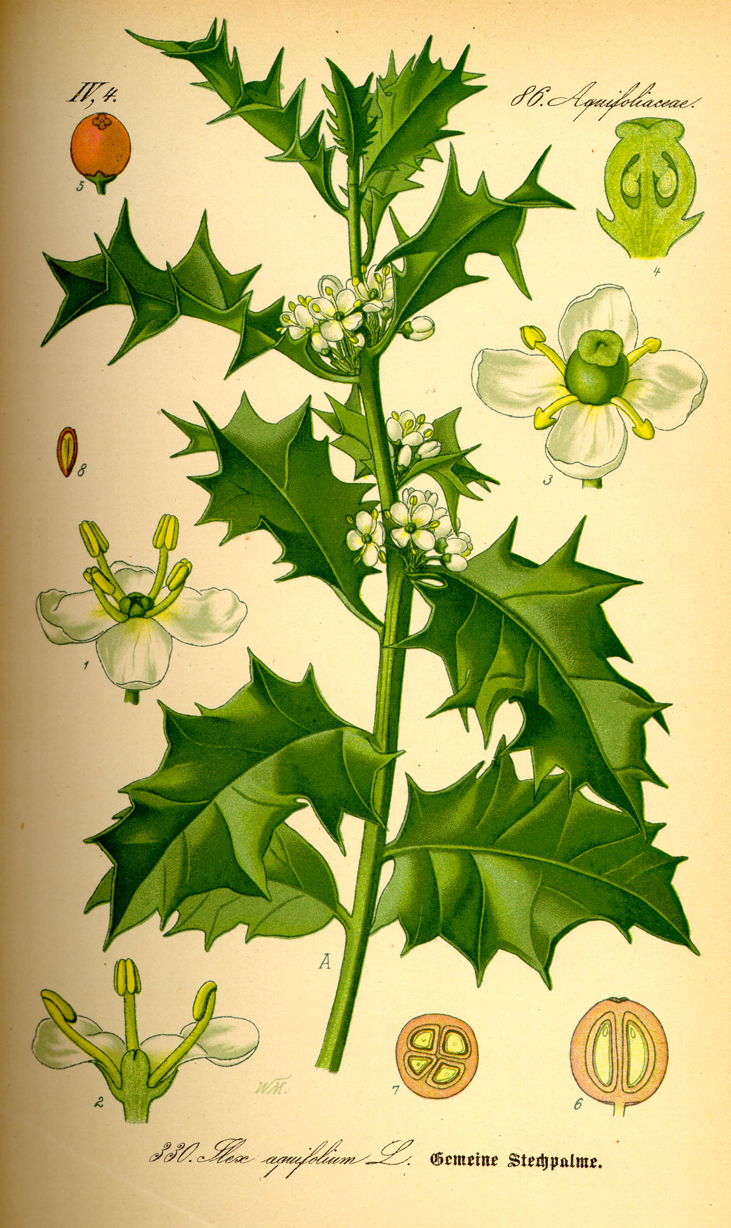 A coloured botanical illustration of European holly, Ilex aquifolium, showing a leafy twig with glossy spined leaves, several four-petalled white flowers, and a cluster of bright red berries, with detail panels of the flower structure.