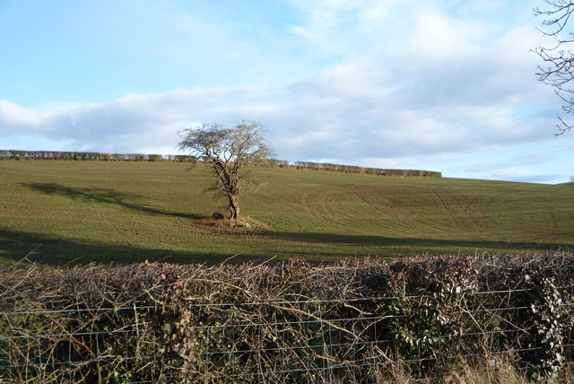 A single bare thorn tree standing alone in a field of grass, its dark twisted branches stark against an overcast sky, a stone wall and rolling farmland in the distance.