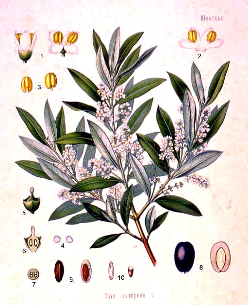 A coloured botanical illustration of common olive, Olea europaea, from Koehler's Medizinal-Pflanzen of 1887, showing a leafy branch with several lance-shaped silvery-green leaves, a panicle of small white flowers, and clusters of green and ripening dark-purple drupes.