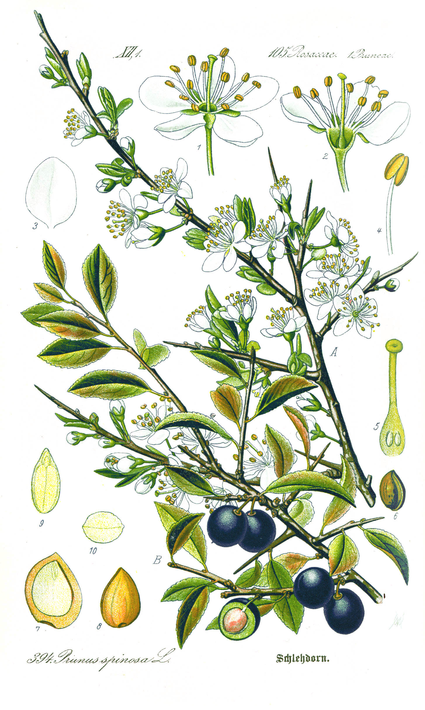 A coloured botanical illustration of Prunus spinosa, the blackthorn, showing white flowers in spring, dark green leaves in summer, and small dark sloe fruits, with cross-sections of the flower and seed.