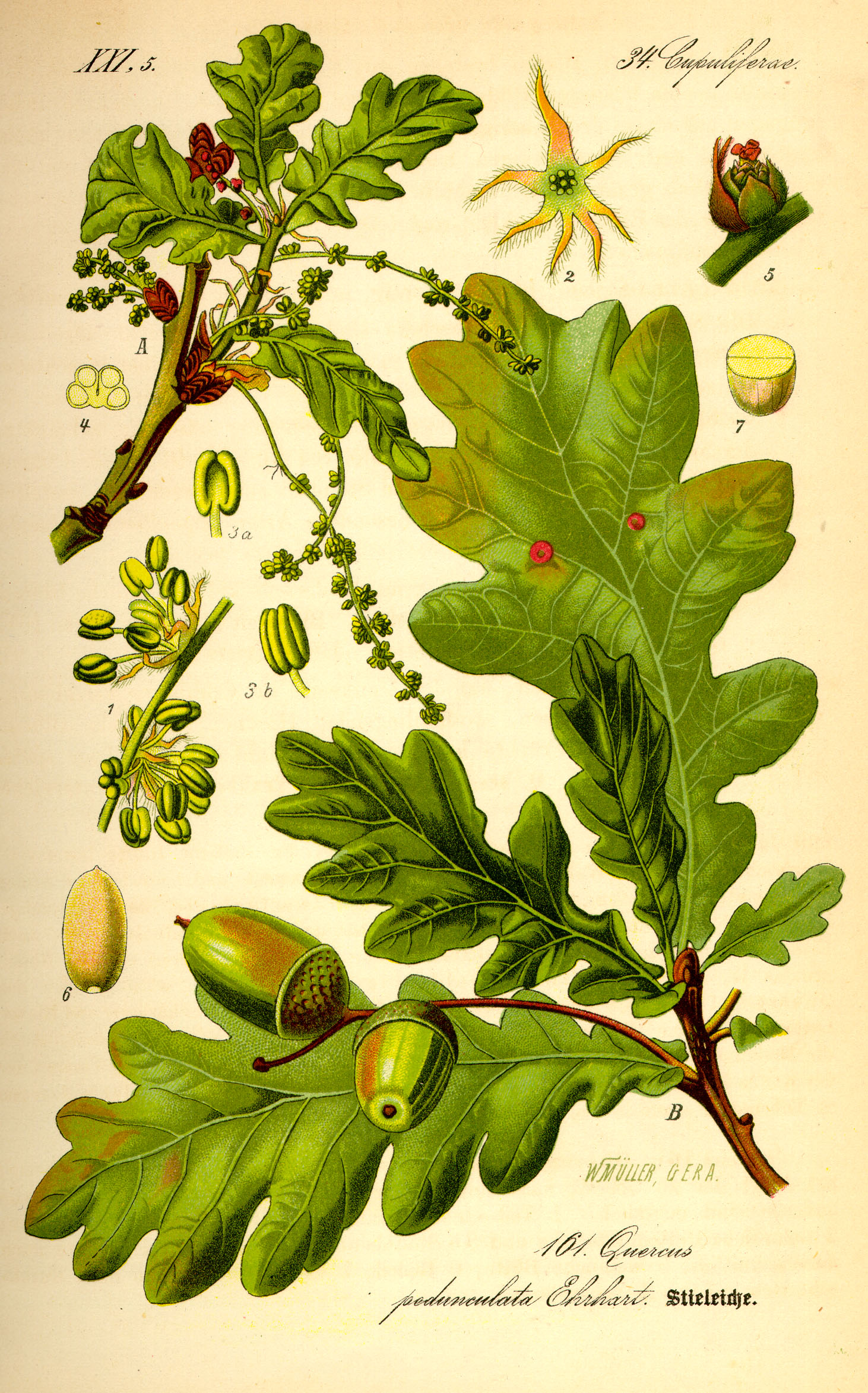 A coloured botanical illustration of pedunculate oak, Quercus robur, showing a leafy twig with several lobed leaves and acorns on long stalks, plus enlarged details of flowers and the acorn cup.