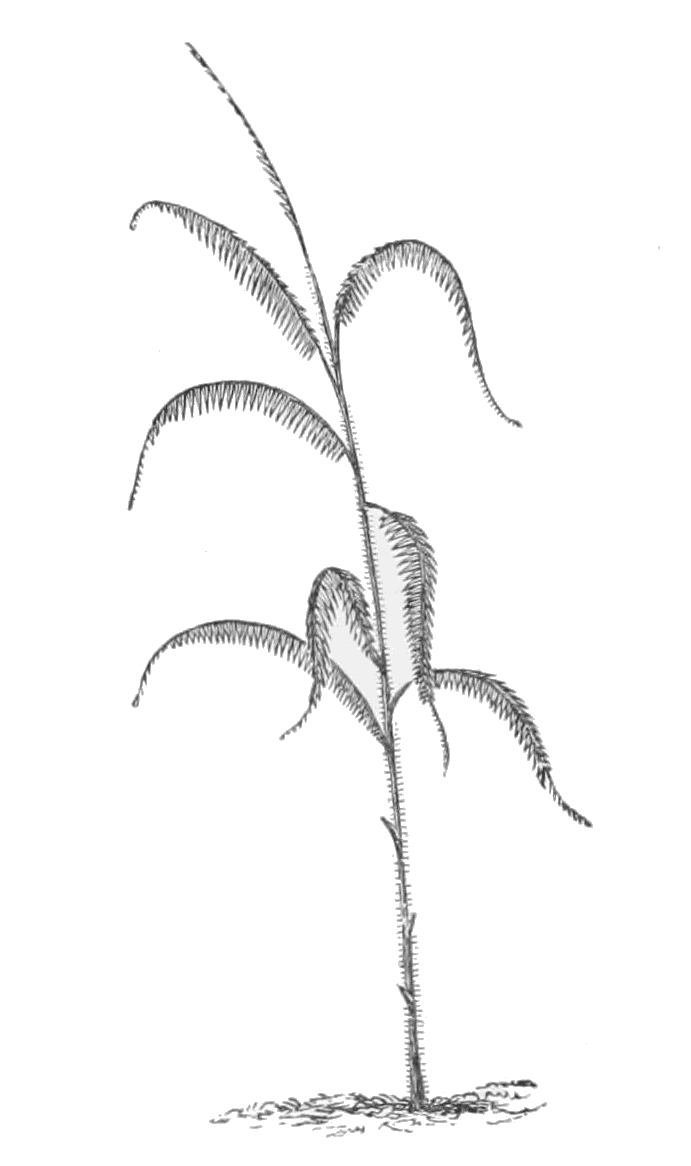 A late-nineteenth-century botanical illustration of a rattan palm, showing the slender climbing stem winding around a tree, with characteristic feathery palm fronds and the cluster of fruiting bodies near the base.